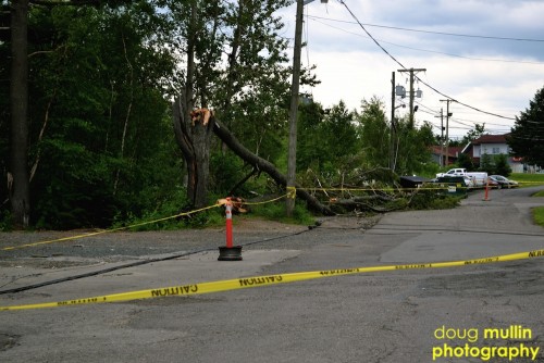 Downed Tree